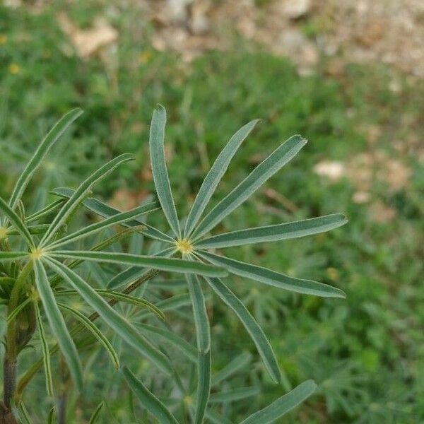 Lupinus angustifolius Blad