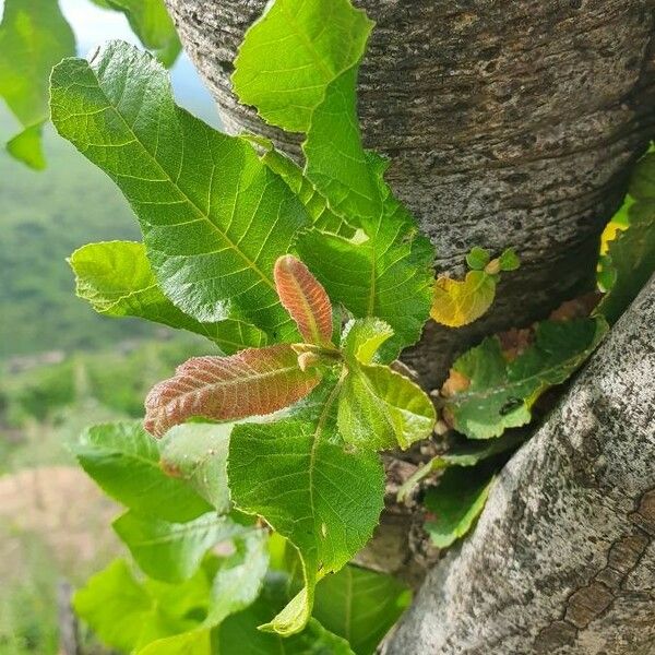 Pappea capensis ᱥᱟᱠᱟᱢ