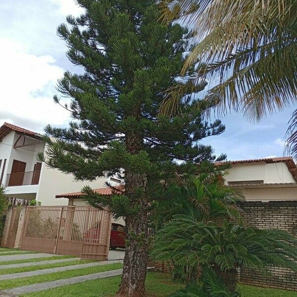 Araucaria columnaris Hoja