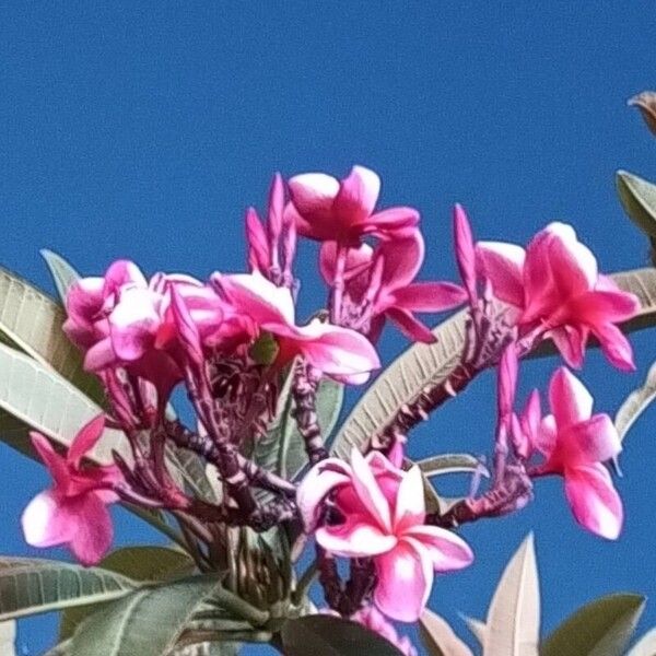 Plumeria rubra Кветка