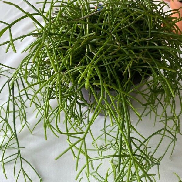 Rhipsalis baccifera Leht