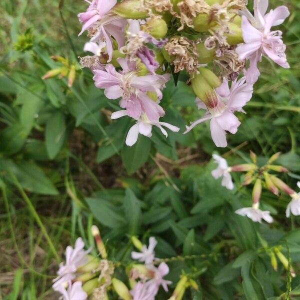 Saponaria caespitosa फूल