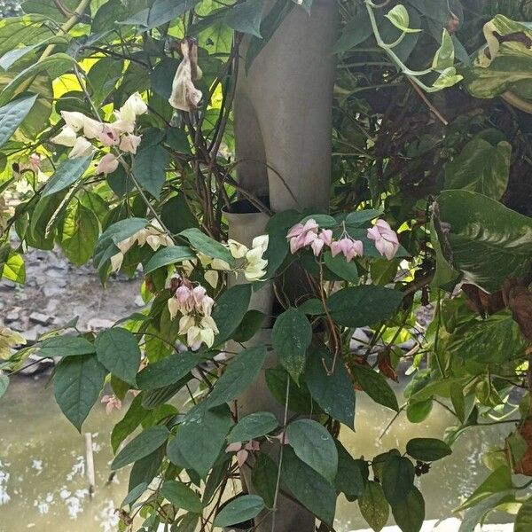 Clerodendrum thomsoniae Kwiat