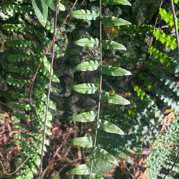 Goniophlebium subauriculatum Blatt