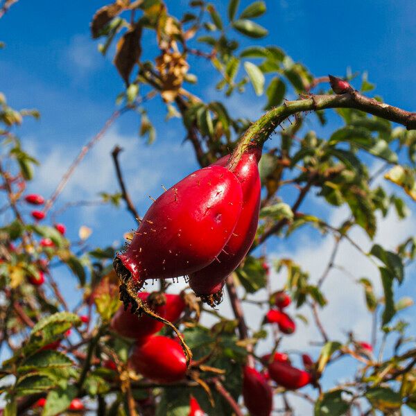 Rosa pendulina Frucht