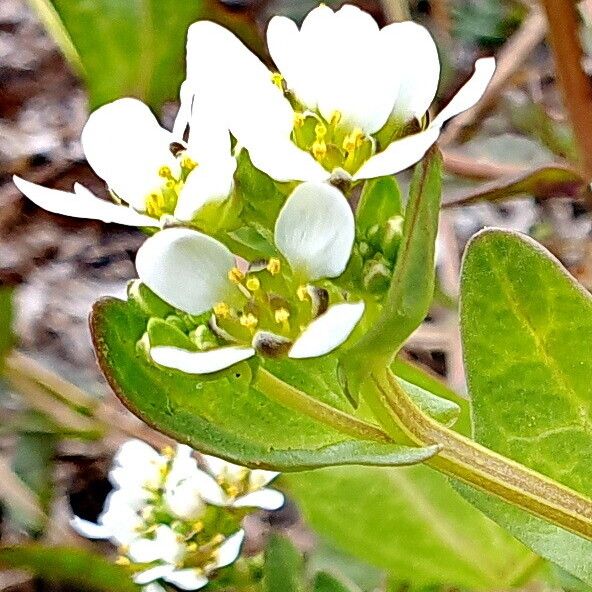 Cochlearia officinalis Virág