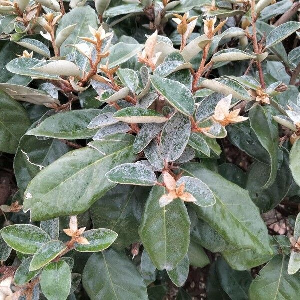 Elaeagnus pungens Folha