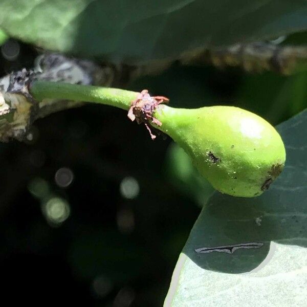 Garcinia livingstonei Vili