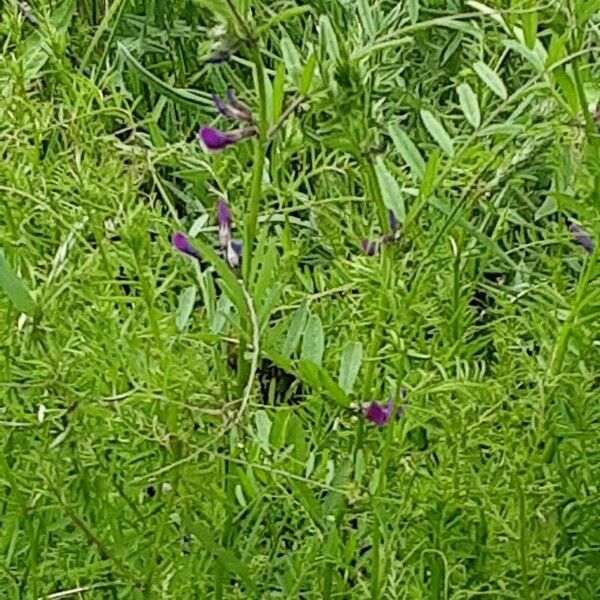 Vicia monantha Flower