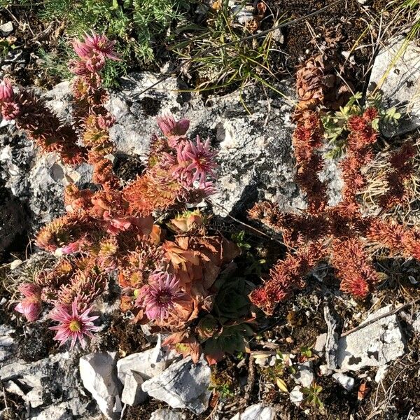 Sempervivum montanum Habit