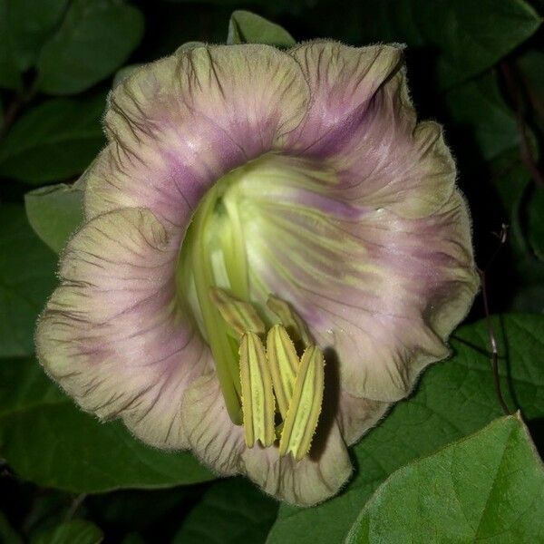 Cobaea scandens Blüte