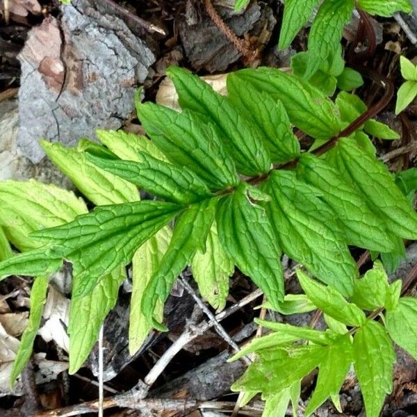 Valeriana officinalis Blad