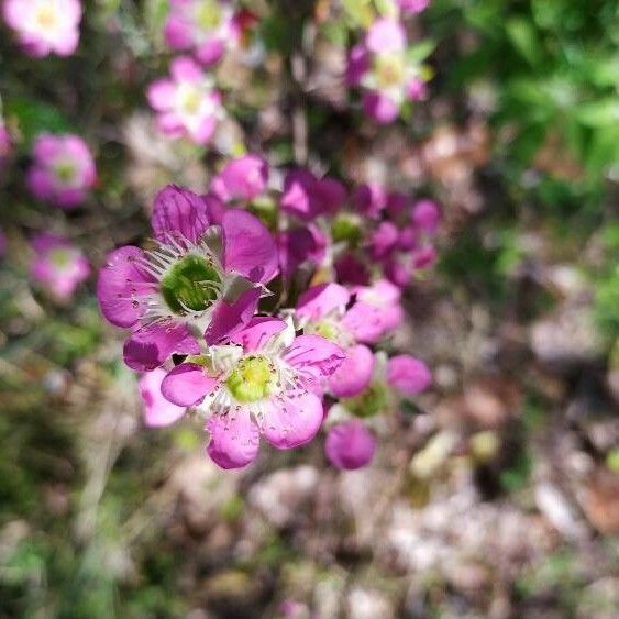 Leptospermum rotundifolium ᱵᱟᱦᱟ