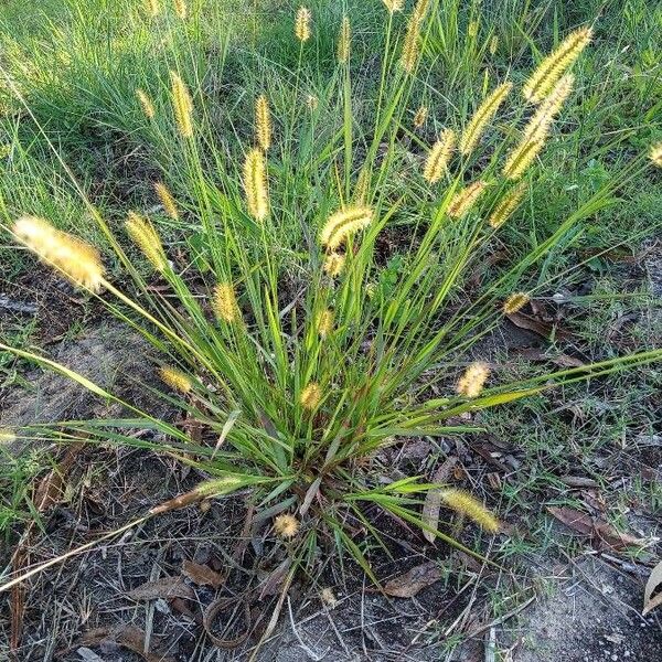 Setaria pumila Blüte