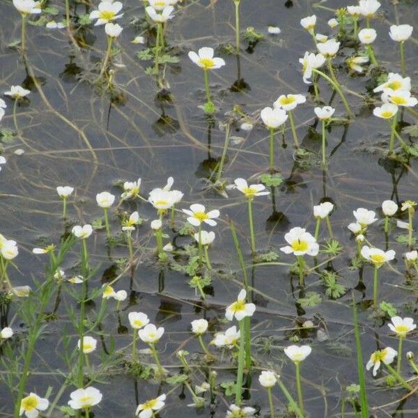 Ranunculus peltatus Blüte