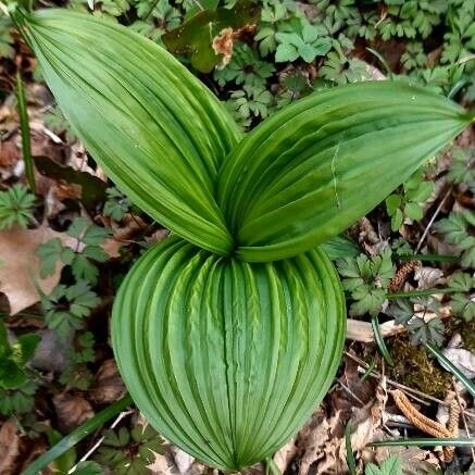 Veratrum viride Leaf