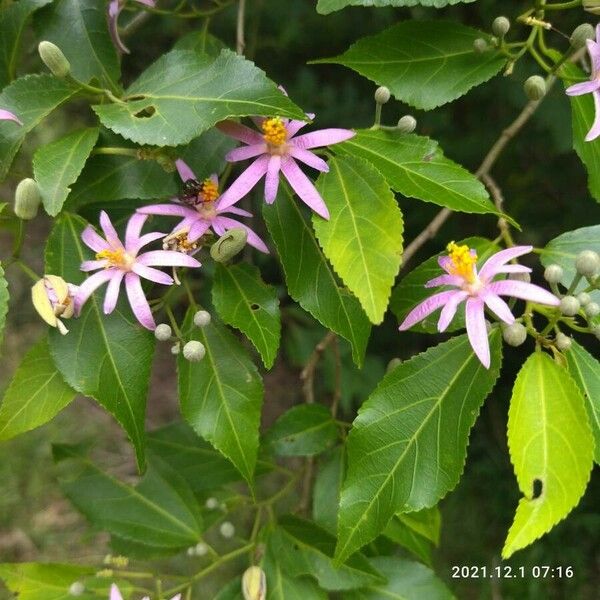 Grewia occidentalis Flor