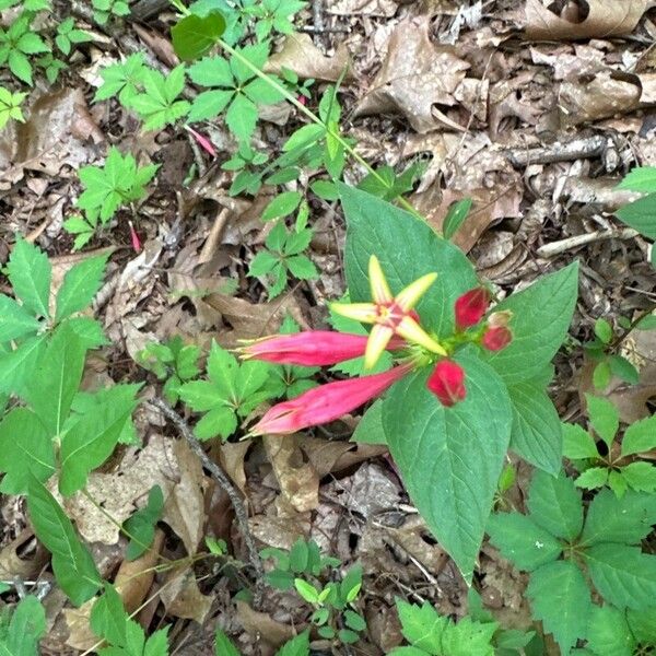 Spigelia marilandica Blomst