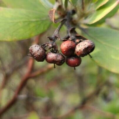 Arctostaphylos columbiana 果