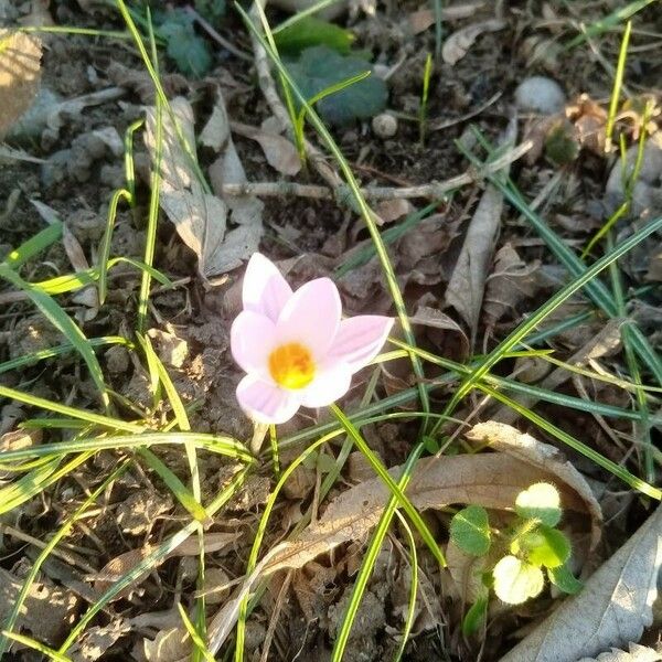 Crocus sieberi Cvet