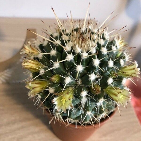 Mammillaria karwinskiana Flor