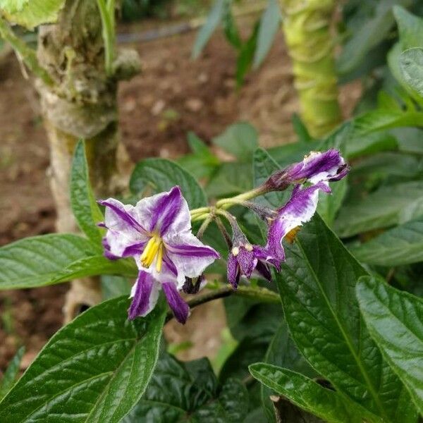 Solanum muricatum Kwiat