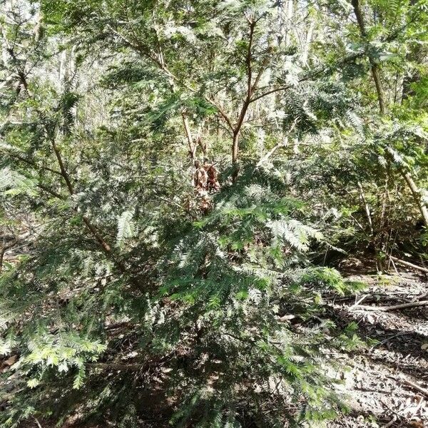 Taxus baccata Habit