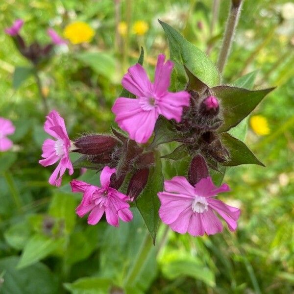 Silene dioica 花