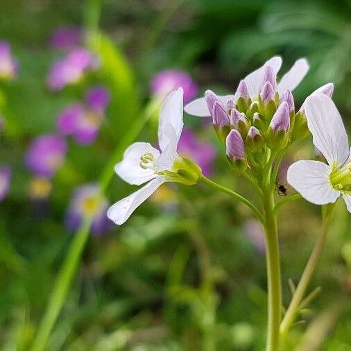 Cardamine pratensis പുഷ്പം