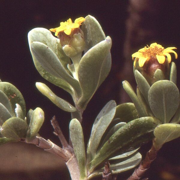 Borrichia arborescens Квітка