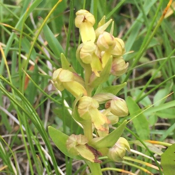 Dactylorhiza viridis Autre