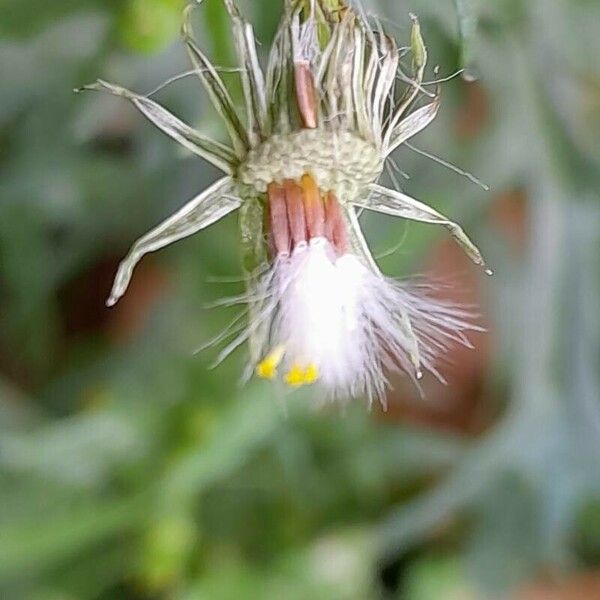 Senecio vulgaris Плод