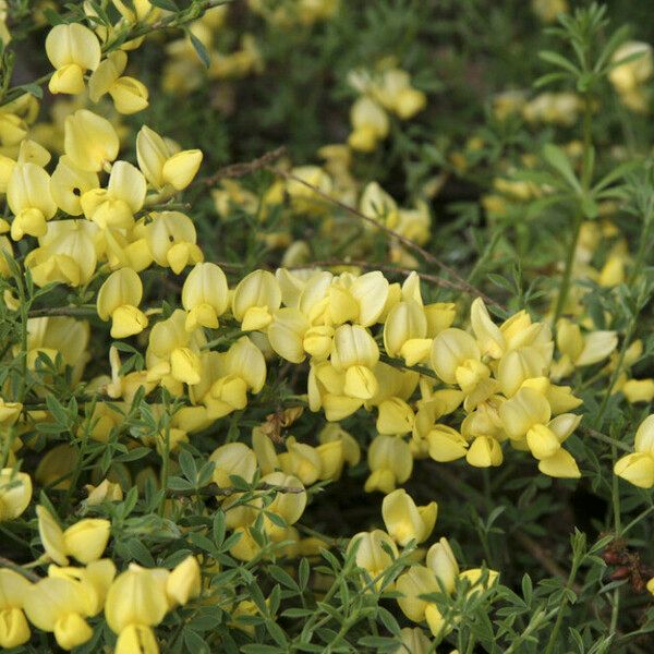 Genista pilosa फूल