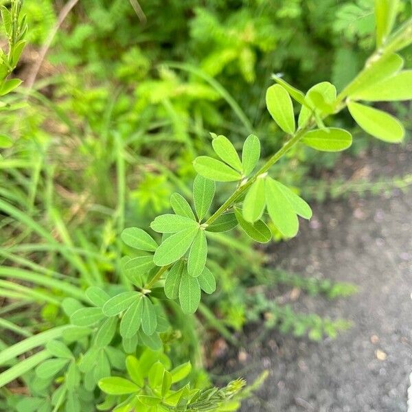 Kummerowia striata Leaf