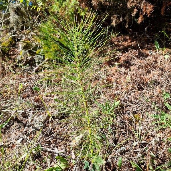 Equisetum telmateia Hábito