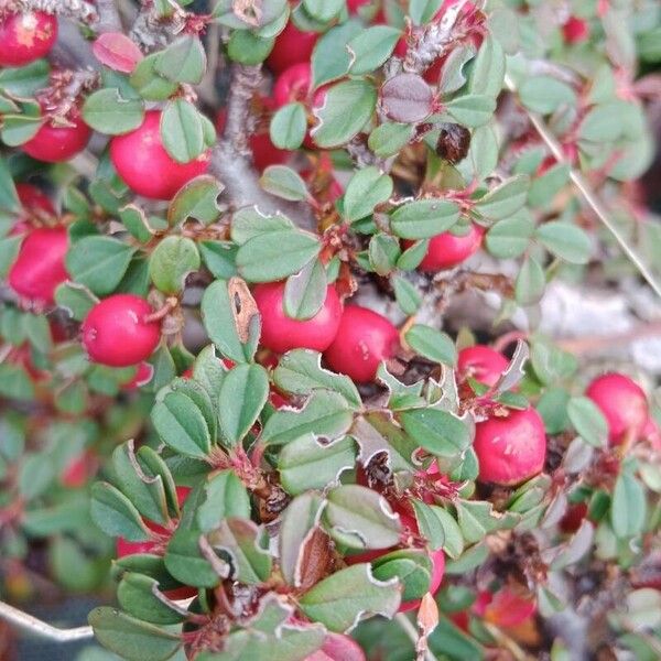 Cotoneaster microphyllus Ffrwyth