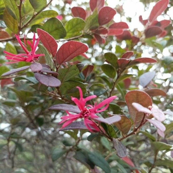 Loropetalum chinense 花