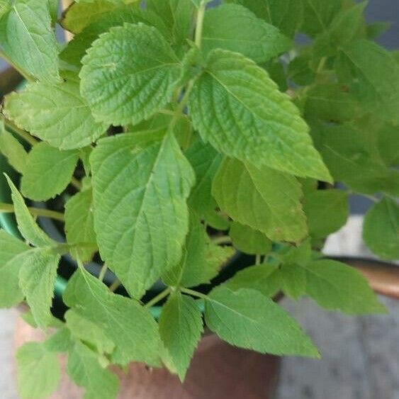 Salvia hispanica Foglia