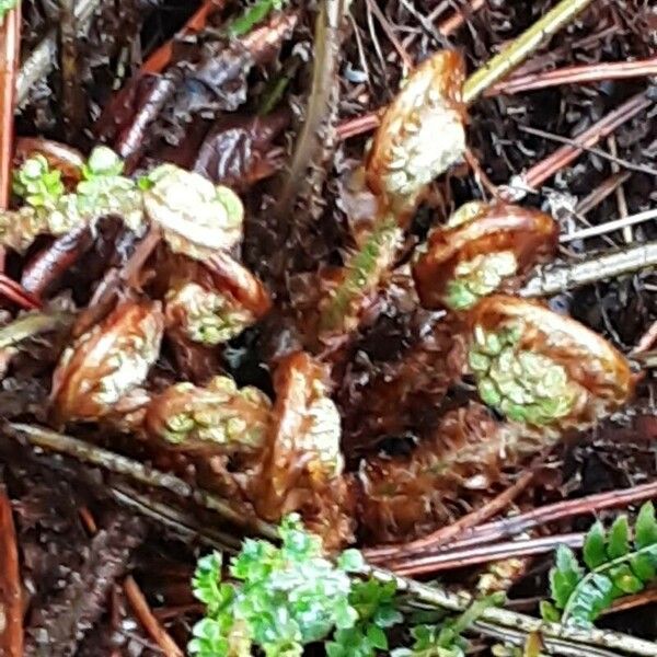 Polystichum braunii पत्ता