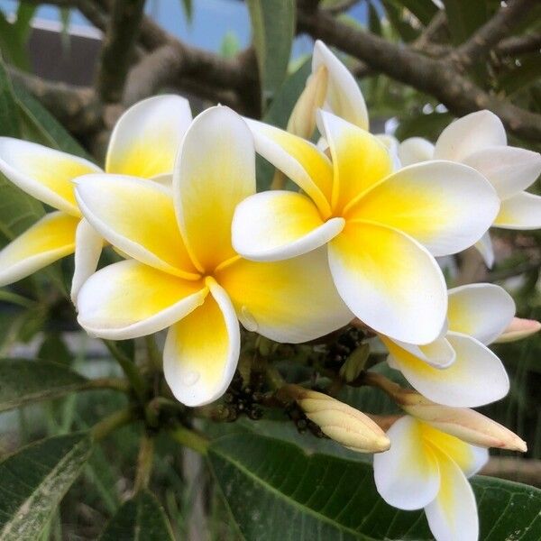 Plumeria alba Flor