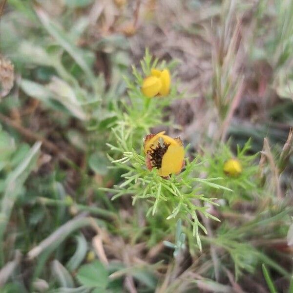 Adonis microcarpa 花