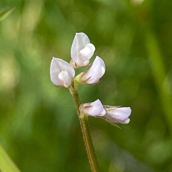 Vicia hirsuta Flower