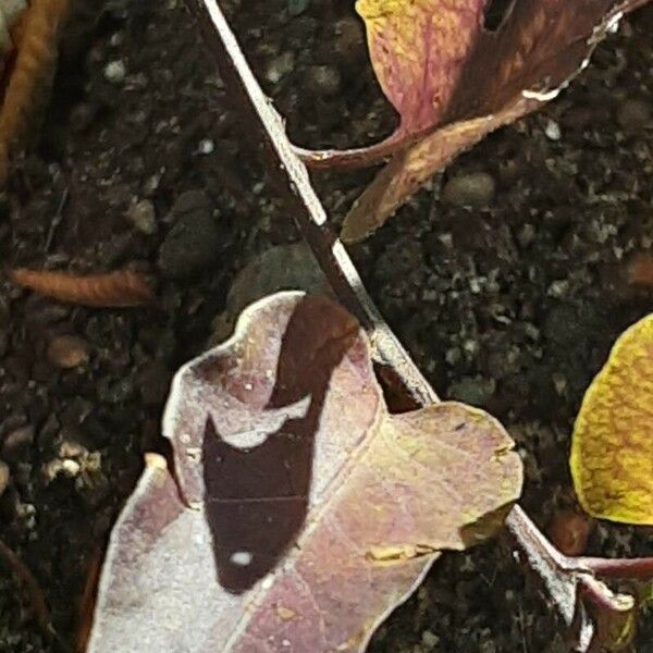 Solanum laxum Rinde