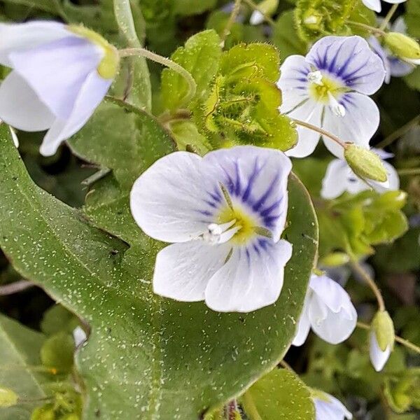 Veronica filiformis फूल