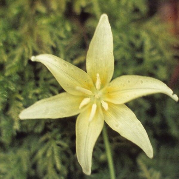 Erythronium californicum Flors