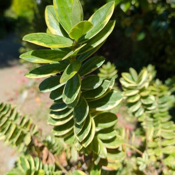 Veronica × franciscana Leaf