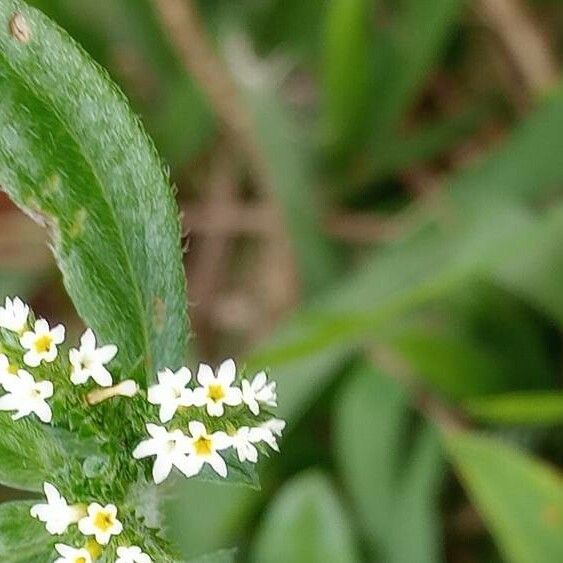 Mitracarpus hirtus 花