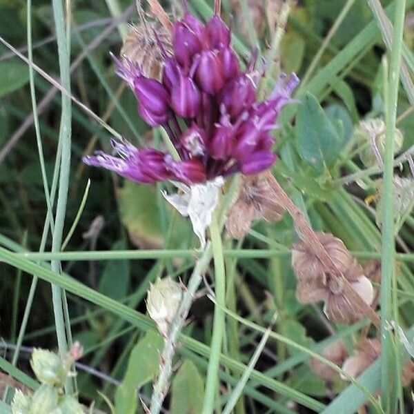 Allium vineale Flor