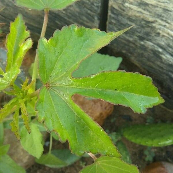 Hibiscus acetosella Blad