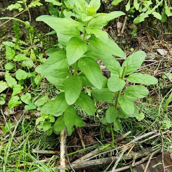 Lysimachia punctata Folla